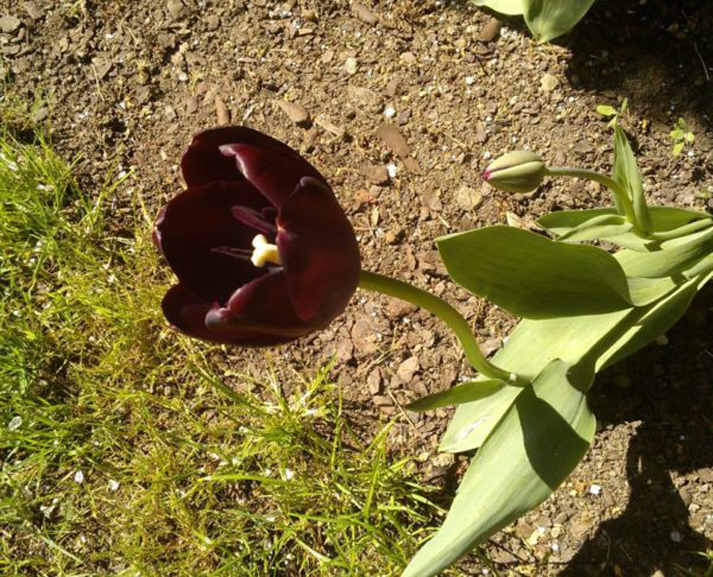 Czarny tulipan?